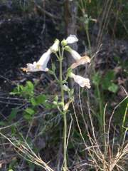 Penstemon tenuiflorus