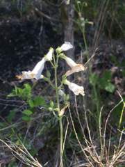 Penstemon tenuiflorus