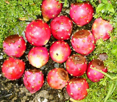 Opuntia boldinghii