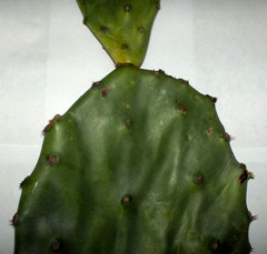 Opuntia boldinghii