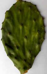 Opuntia boldinghii