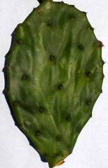 Opuntia boldinghii