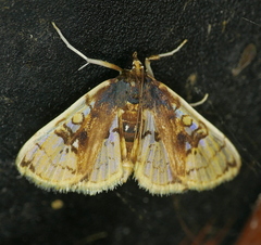 Compacta hirtalis