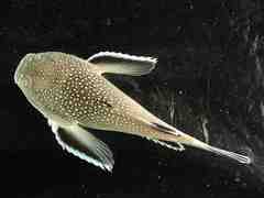 Astroscopus y-graecum