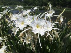 Hymenocallis coronaria