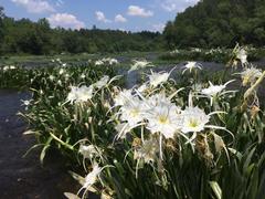 Hymenocallis coronaria