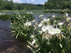 Hymenocallis coronaria
