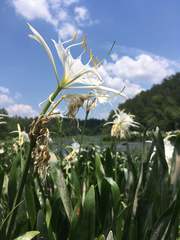 Hymenocallis coronaria