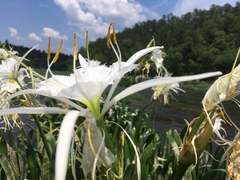 Hymenocallis coronaria