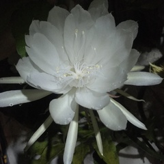 Epiphyllum oxypetalum