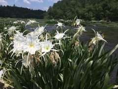 Hymenocallis coronaria