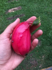 Epiphyllum oxypetalum