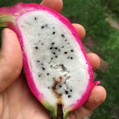 Epiphyllum oxypetalum