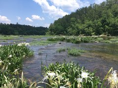 Hymenocallis coronaria
