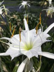 Hymenocallis coronaria