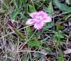 Dianthus deltoides deltoides