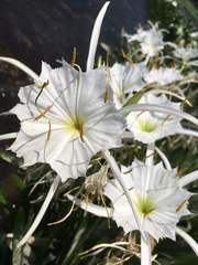 Hymenocallis coronaria