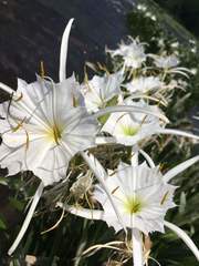 Hymenocallis coronaria