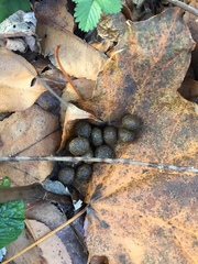 Ascobolus crenulatus