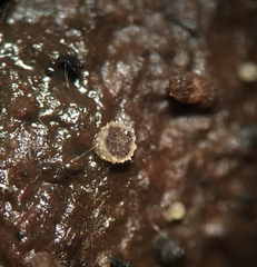 Ascobolus crenulatus