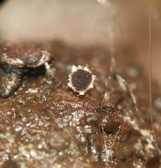 Ascobolus crenulatus