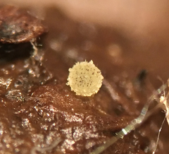 Ascobolus crenulatus