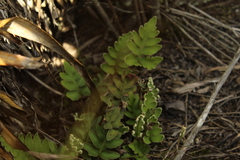 Pleopeltis thyssanolepis