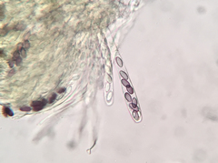 Ascobolus crenulatus