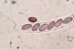 Ascobolus crenulatus