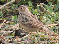 Mirafra assamica