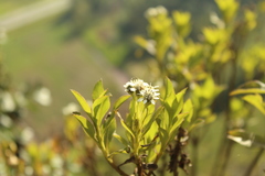 Verbesina centroboyacana