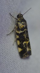 Spragueia perstructana