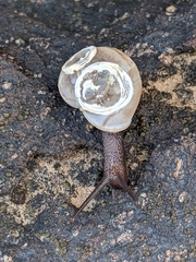Sonorella allynsmithi