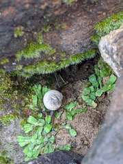 Sonorella allynsmithi