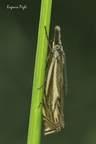 Hook-streaked Grass-veneer