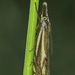 Hook-streaked Grass-Veneer - Photo (c) Eugenio Pighi, some rights reserved (CC BY-NC), uploaded by Eugenio Pighi