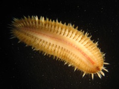 Image of Harmothoe aculeata