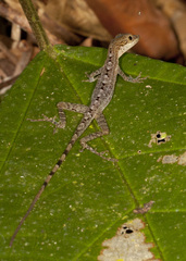 Anolis zeus