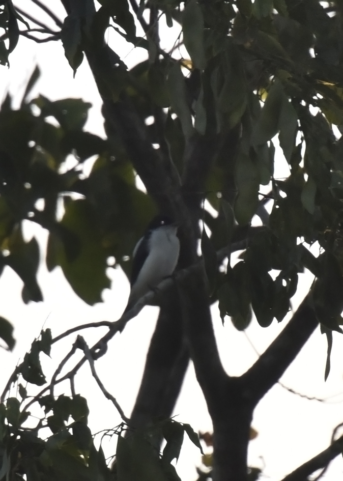 Glossy-backed Becard (Pachyramphus surinamus), photo 1