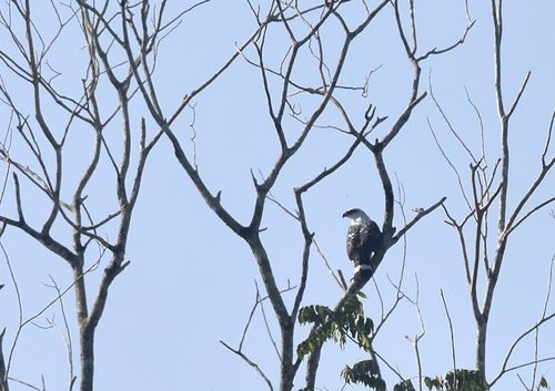 Black-faced Hawk (Leucopternis melanops), photo 7
