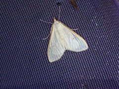 Palpita vitrealis