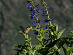 Microstilbon burmeisteri