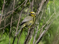 Atlapetes citrinellus