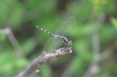 Orthetrum brachiale