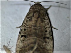 Elaphria fuscimacula