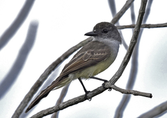 Myiarchus ferox