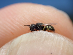 Oxybelus bipunctatus