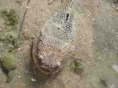 Astroscopus y-graecum