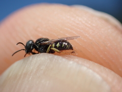 Oxybelus bipunctatus