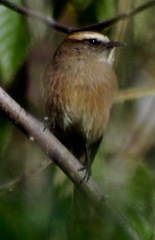 Kleinothraupis atropileus